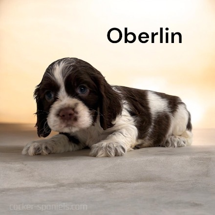 puppy, for, sale, Cocker Spaniel, Joe & Cherri  Overlease, dog, breeder, Miller, MO, dog-breeder, puppy-for-sale, forsale, nearby, find, puppyfind, locator, puppylocator, aca